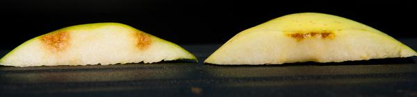 Apple slices with BMSB damage (left) versus unrelated bruising (